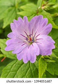 Purple flower with green foliage