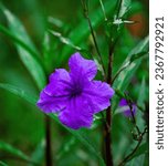 a purple flower with green leaves, in the style of nikon d850, prairiecore, color contrast, valentin de boulogne, unmodulated color, manapunk, cicely mary barker