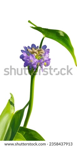 a purple flower with green leaves of water hyacinth on a white background, photography, ecological, plant, petal, gardens, purple, leaf, nature, floral, hyacinth, bloom, 