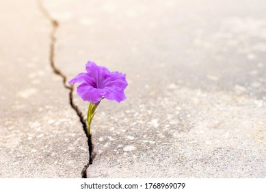 Purple Flower Growing From Crack In The Rod, Hope And New Growth In The Middle Of Crisis Banner, New Life New Hope