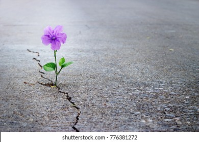 Purple flower growing on crack street, soft focus, blank text - Shutterstock ID 776381272