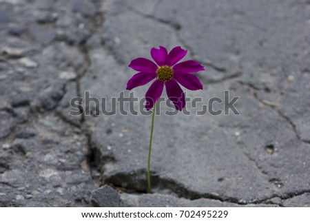 solitary flower Flower