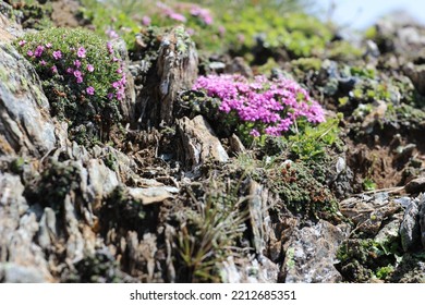 Purple Flower Growing Out Of Dark Rock