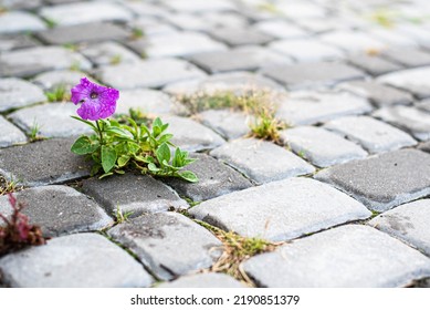 a purple flower grows through the cobblestones. lust for life concept