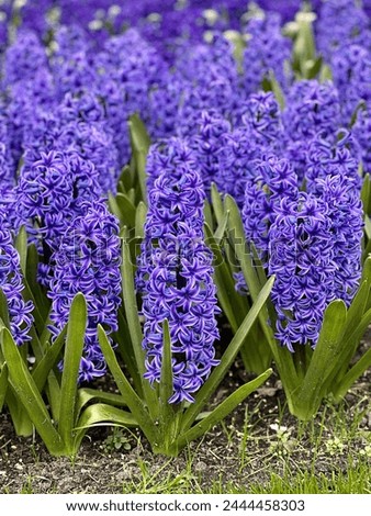 purple flower hyacinth in the garden
