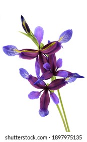 Purple flower of Iris graminea isolated on white background. High resolution photo. Full depth of field.