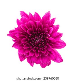 Purple Flower Isolated On White Background Stock Photo (Edit Now) 252680017