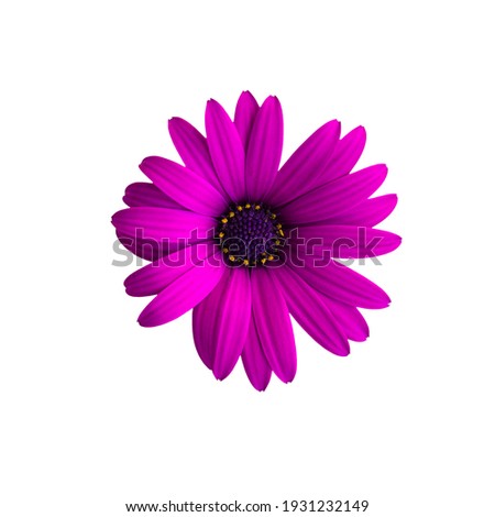 Purple flower isolated on white background. Osteospermum ecklonis, dimorphotheca ecklonis or african daisy