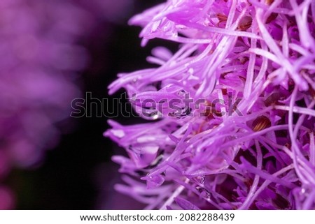 Purple flower Liatris spicata after rain, drops hanging down