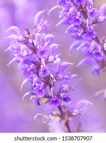 Purple Flower In Lurie Garden