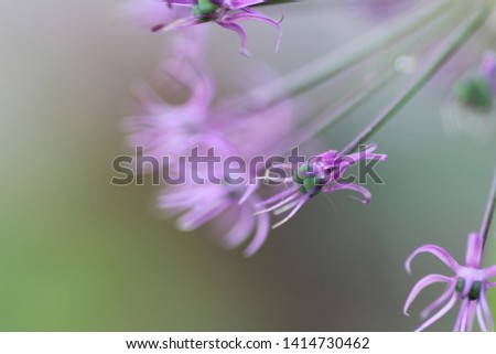 Similar – Blüte der Sterndolde (Astrantia)