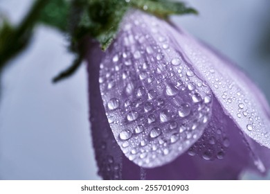 Purple flower macro water droplets close-up nature photography high resolution detailed petals dewdrops morning freshness botanical beauty - Powered by Shutterstock