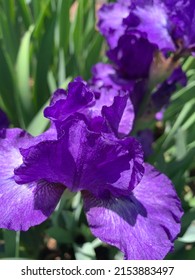 Purple Flower From The Missouri Botanical Gardens In St Louis.