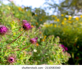 Purple Flower In Monet Garden Giverny France