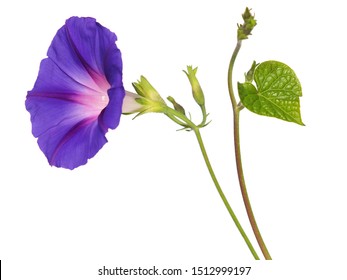 Purple flower of Morning glory isolated on white background. Ipomoea purpurea