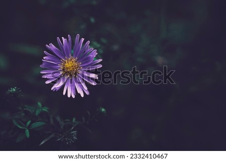 Purple flower on a meadow