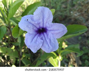 Purple Flower On The Road Side