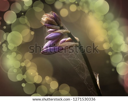 Similar – Lavender in the garden