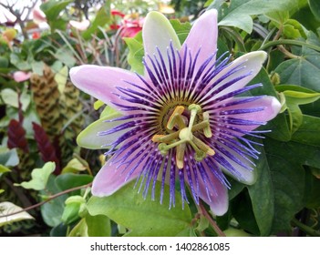 Purple Flower Of Passiflora Incarnata
