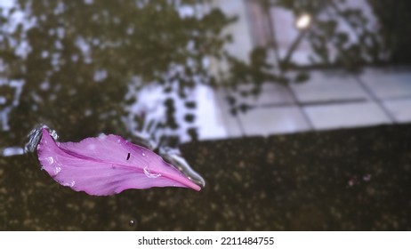 Purple Flower Petals Floating On The Water 