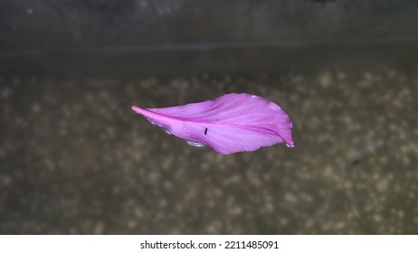 Purple Flower Petals Floating On The Water 