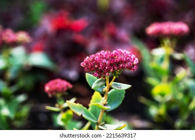 Purple Flower Sedum Herbstfreude On A City Flowerbed In An Autumn Park. Bright Hylotelephium Spectabile Plant On The Lawn Closeup. A Beautiful Decorative Perennial Plant