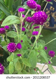 Purple Flower Sell In Golden Mile Complex, Singapore