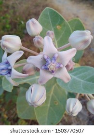 Purple Flower Shapes Like A Star. Calotropis Procera, Roostertree.