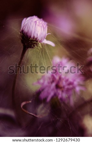 Similar – Image, Stock Photo Kitchen flowers.