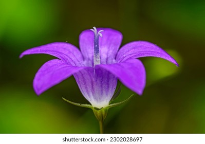 purple flower of spreading bellflower (Campanula patula)