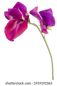 Purple flower of sweet pea, isolated on white background