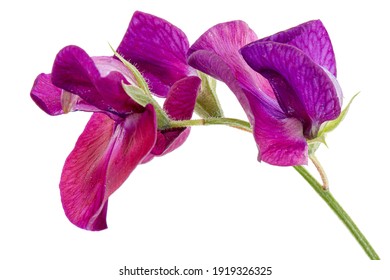Purple flower of sweet pea, isolated on white background
