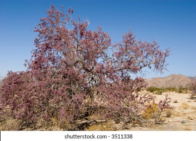 1,921 Ironwood tree Images, Stock Photos & Vectors | Shutterstock