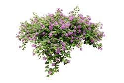 Violet Floare De Viță De Vie Bush Copac Izolat Tropicale Plante Florale Colorate Pe Fundal Alb, Cu Calea De Tăiere