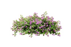Purple Flower Vine  Bush Tree Isolated Tropical Colorful Floral Plant On White Background With Clipping Path