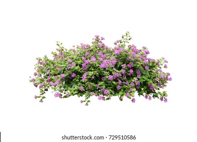 purple flower vine  bush tree isolated tropical Colorful floral plant on white background with clipping path - Shutterstock ID 729510586
