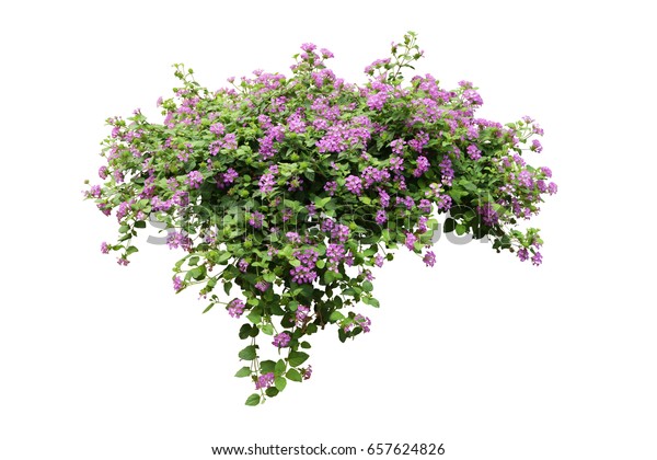 白い背景に切り取り線と紫の花ユリのつる性の低木 の写真素材 今すぐ編集