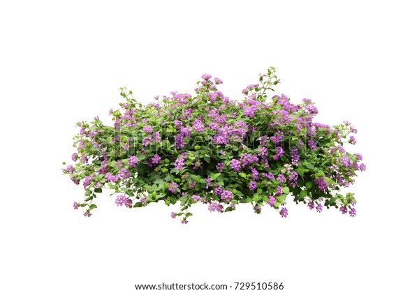 热带植物紫花灌木树在白色背景上与剪切路径隔离库存照片 立即编辑