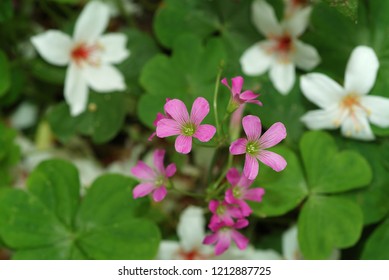 Purple Flower Violet Woodsorrel Oxalis Macro Stock Photo 1212887725 