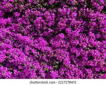 Purple Flower Wall Photo Background