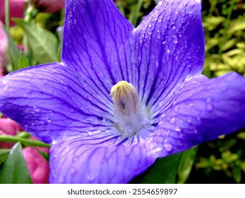 Purple flower with water droplets, close-up view. - Powered by Shutterstock