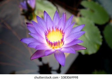 Purple flower water lily on water