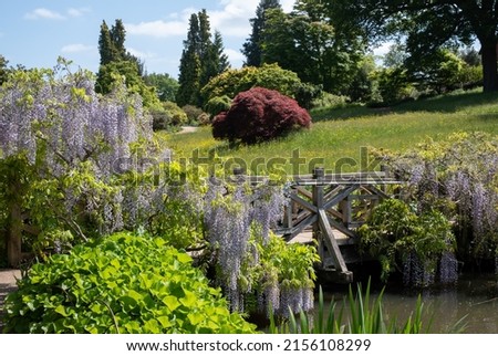 Purple flowered wisteria climbing over a bridge at RHS Wisley, flagship garden of the Royal Horticultural Society, in Surrey OK.