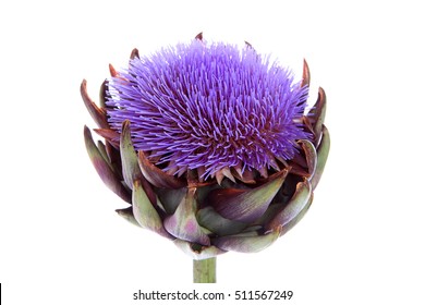 A purple flowering artichoke