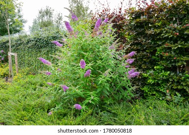 紫の花蝶ブッシュまたは夏ライラック ラテン名 Bodleja Davidi 花は蝶にとってとても魅力的だ の写真素材 今すぐ編集