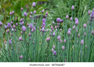 Purple Flowering Chives Growing Wild