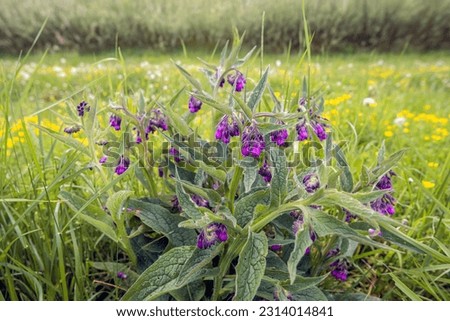 Purple flowering common comfrey plant in its natural habitat. Many grasses, overblown dandelions and yellow blooming buttercups are visible in the background. The photo was taken on a spring day.