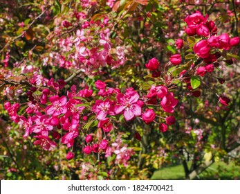 Purple Flowering Crabapple tree, close up. Crab Apple Rudolph or Malus Rudolph tree, with dark pink blossoms in the blurred bokeh background. Early spring. Abstract floral pattern design, backdrop.