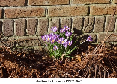 Purple Flowering Crocuses In The Sun Between The Withered Fern Leaves In Front Of A Wall In A Dutch Garden. Family Iridaceae. Late Winter, February