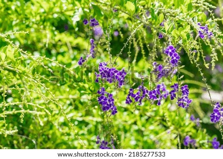 purple flowering Duranta erecta with ruffled lavender flowers in an ornamental flower garden